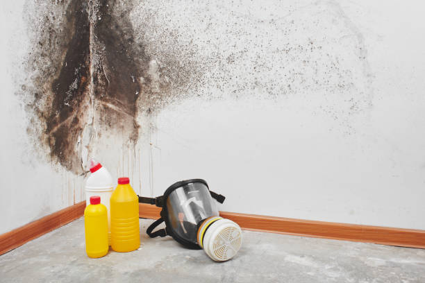  Beverly Hills, CA Mold Removal Pros