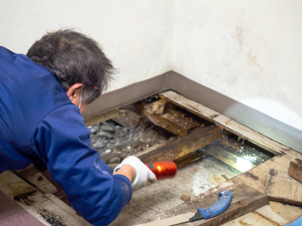 Best Commercial Mold Removal  in Beverly Hills, CA