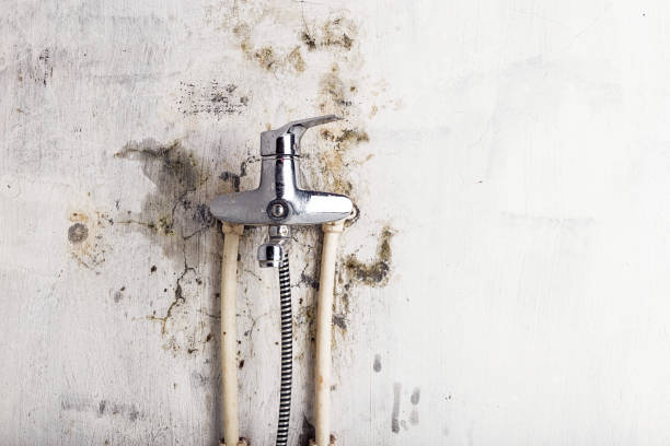 Beverly Hills, CA Mold Removal Company
