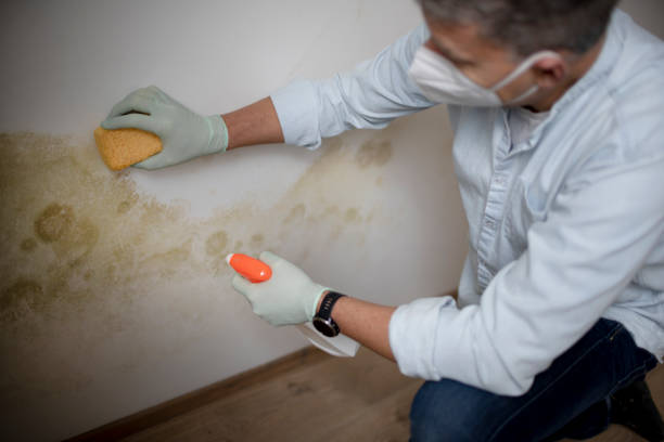 Best Crawl Space Mold Removal  in Beverly Hills, CA