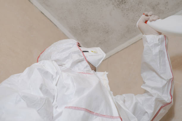 Best Mold Cleaning Services  in Beverly Hills, CA
