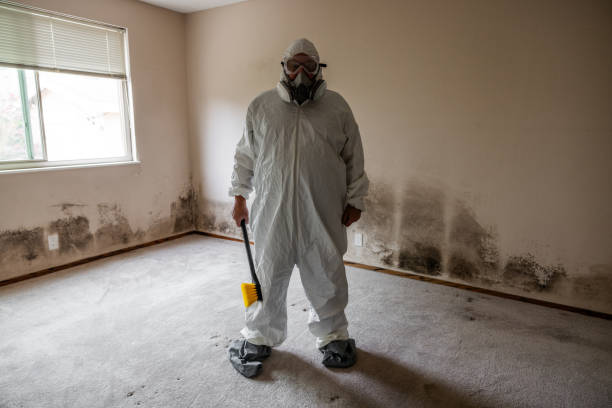 Attic Mold Removal in Beverly Hills, CA