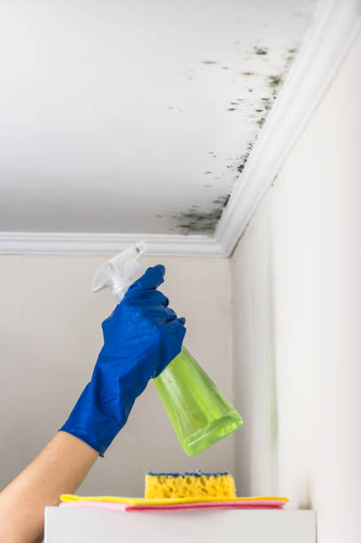 Mold Testing and Removal in Beverly Hills, CA