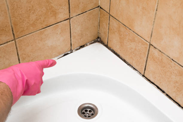 Best Office Mold Removal Services  in Beverly Hills, CA